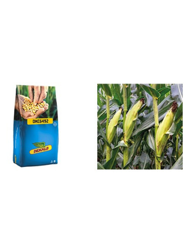 MAIS DA SEME DEKALB 6492- 50000 SEMI